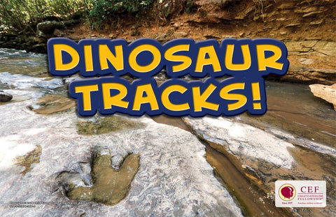 Dinosaur Tracks! - Flashcard Visual & Text (English)